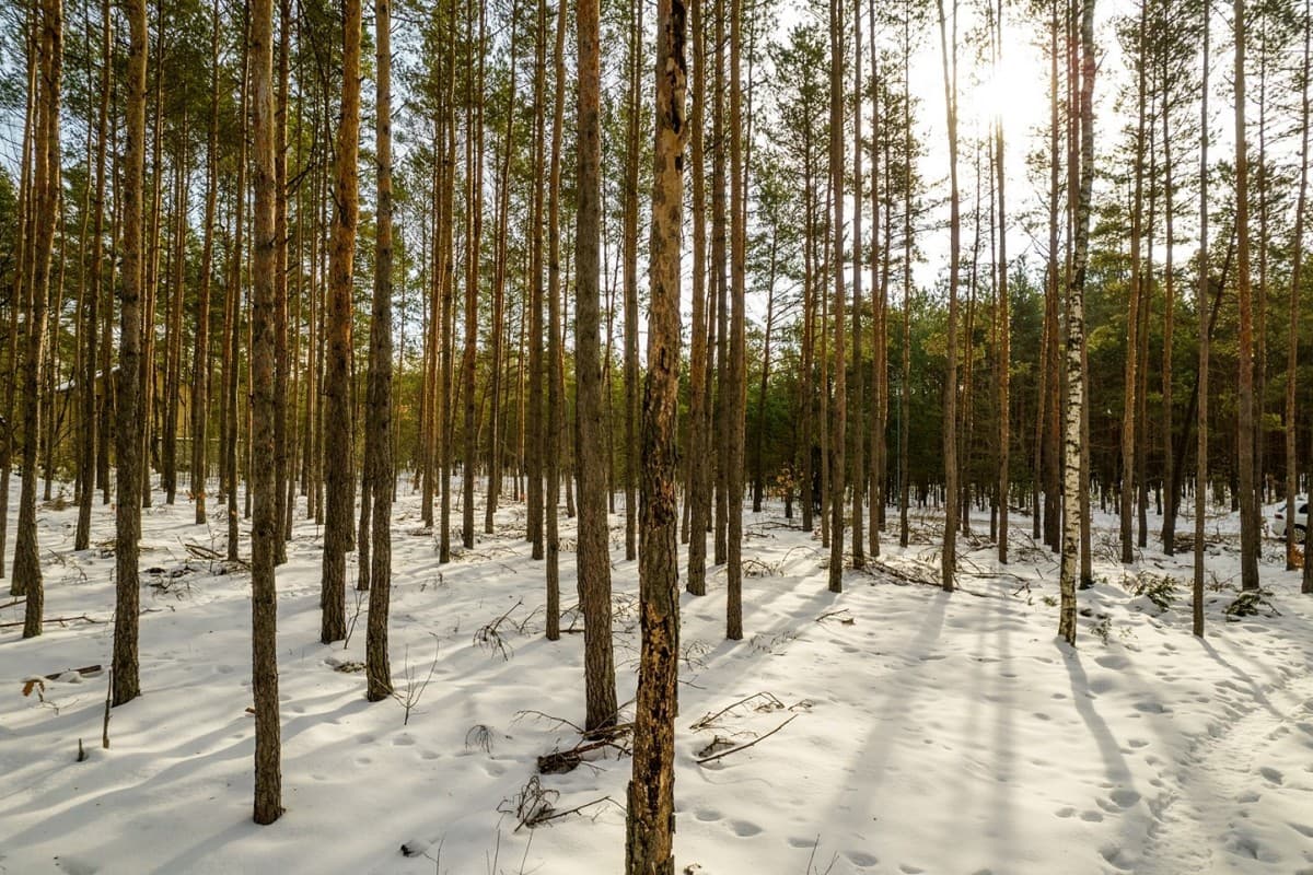 Spacious investment plot near Mazowiecki Park – 4