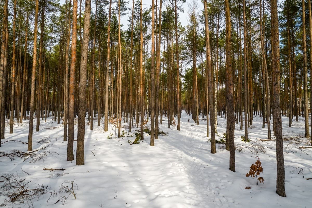 Spacious investment plot near Mazowiecki Park – 3