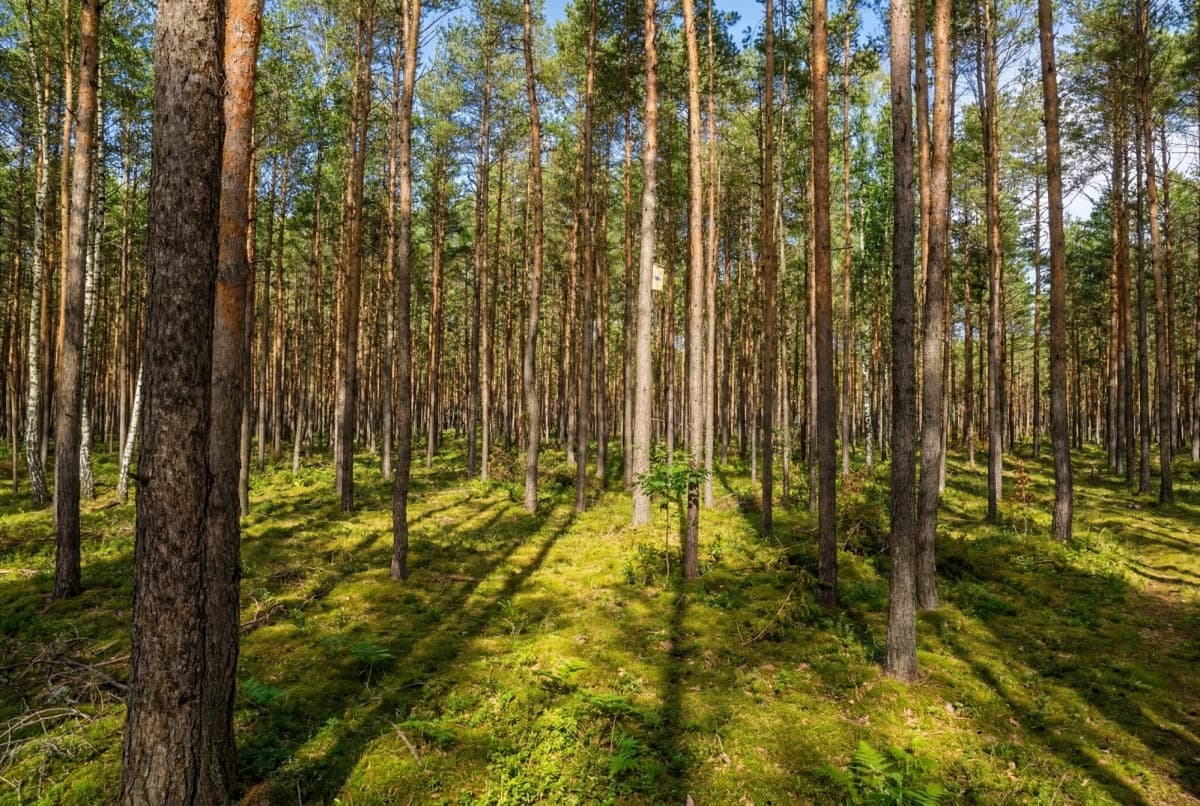 Prime investment plot in a forested area – 2