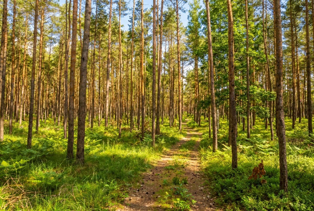 Prime investment plot in a forested area – 4
