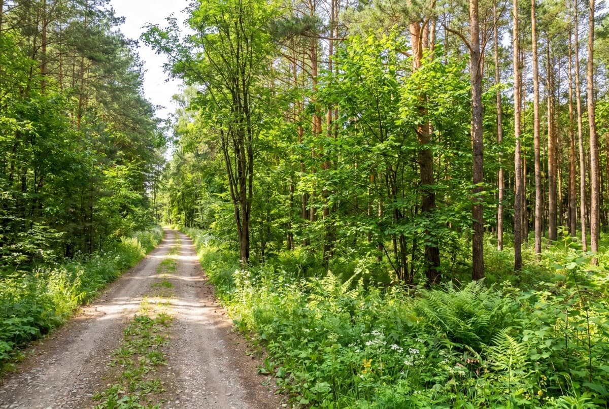 Prime investment plot in a forested area – 5