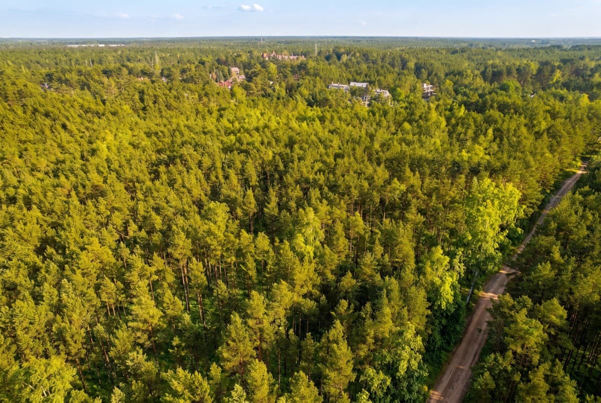 Prime investment plot in a forested area – 6